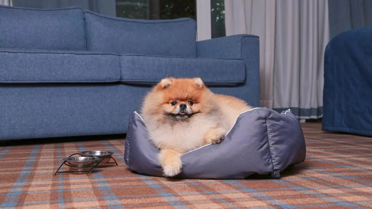 Pet сьют — интерьер